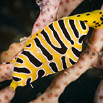 Cuspivolva tigris